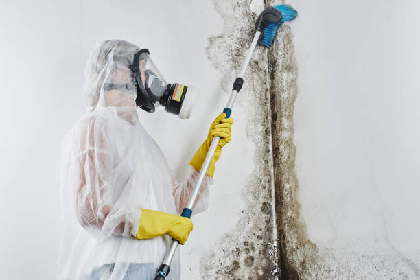 Best Mold Remediation for Specific Building Types in England, AR